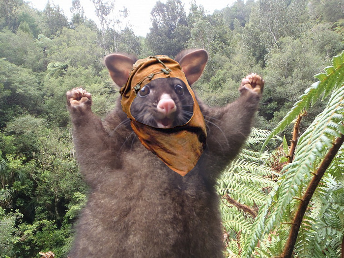 Ewokpossum