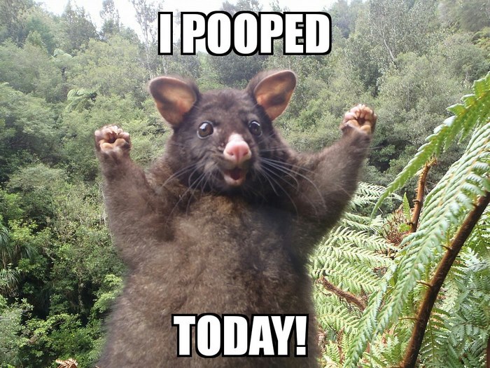 I Pooped Today
