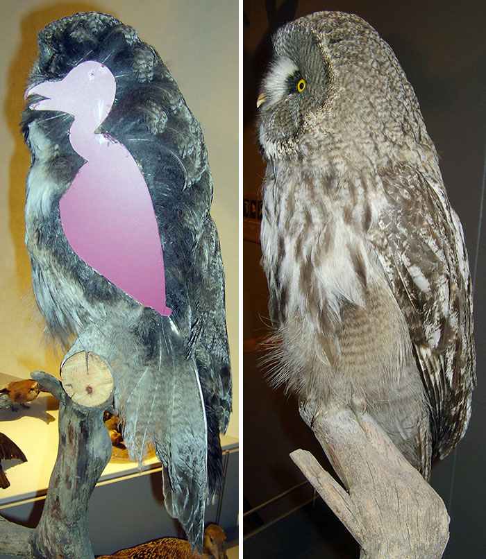 Two images of an owl, one showing the bird’s silhouette without fur. Two images of an owl, one showing the bird’s silhouette without fur.