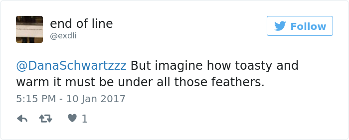 Tweet about the warmth of an owl under its feathers. Tweet about the warmth of an owl under its feathers.