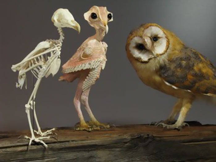 Owl without fur next to an owl skeleton and a fully feathered owl, showcasing different anatomical stages. Owl without fur next to an owl skeleton and a fully feathered owl, showcasing different anatomical stages.