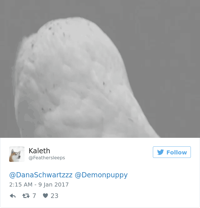 Bald owl showing its unique appearance without fur in a grayscale image shared on Twitter.