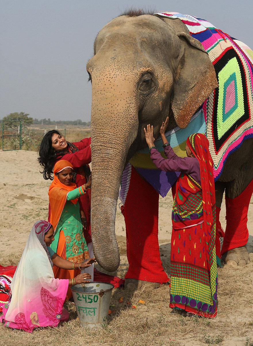 people-knit-giant-sweaters-rescue-elephants-5 people-knit-giant-sweaters-rescue-elephants-5