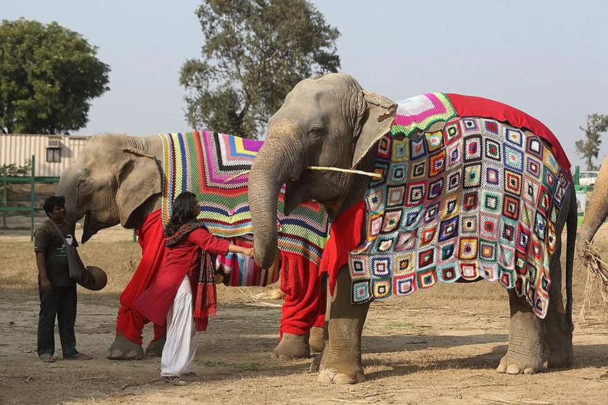 people-knit-giant-sweaters-rescue-elephants-6 people-knit-giant-sweaters-rescue-elephants-6