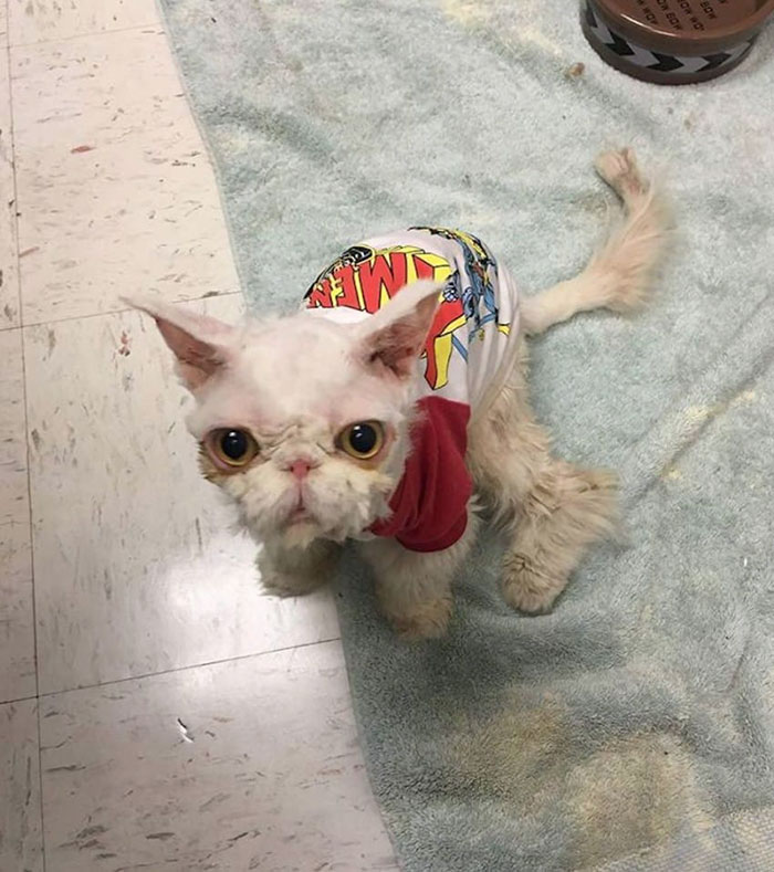 persian-cat-5-pound-fur-carpet-sinbad-3