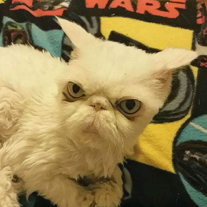 persian-cat-5-pound-fur-carpet-sinbad-4