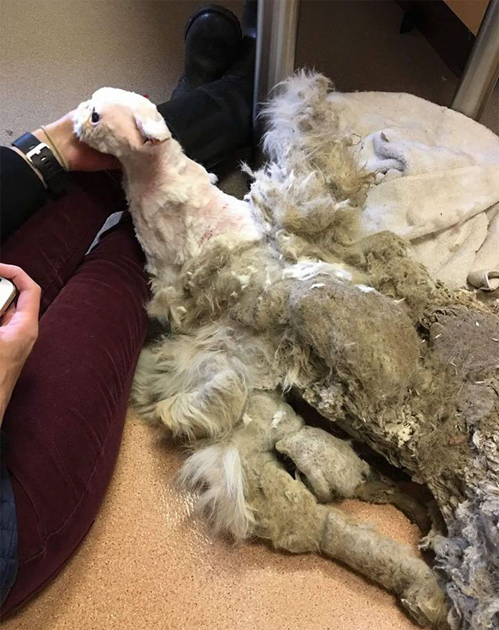 persian-cat-5-pound-fur-carpet-sinbad-7 persian-cat-5-pound-fur-carpet-sinbad-7