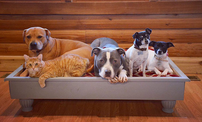 pets-family-friend-newborn-baby-sonny-10 pets-family-friend-newborn-baby-sonny-10