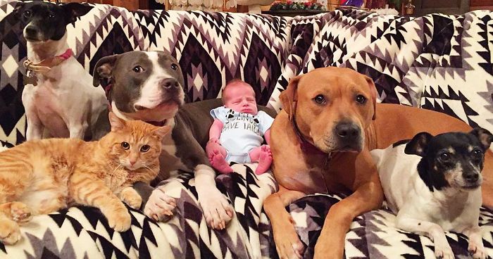 Family Of Pets Are Totally Obsessed With Their Baby Brother, And Watch Over Every Step He Takes