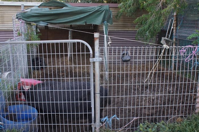 pig-spends-twelve-years-tiny-stall-edna-1 pig-spends-twelve-years-tiny-stall-edna-1