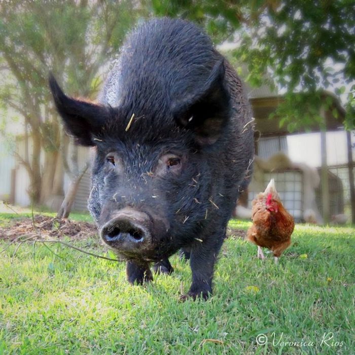 pig-spends-twelve-years-tiny-stall-edna-10 pig-spends-twelve-years-tiny-stall-edna-10