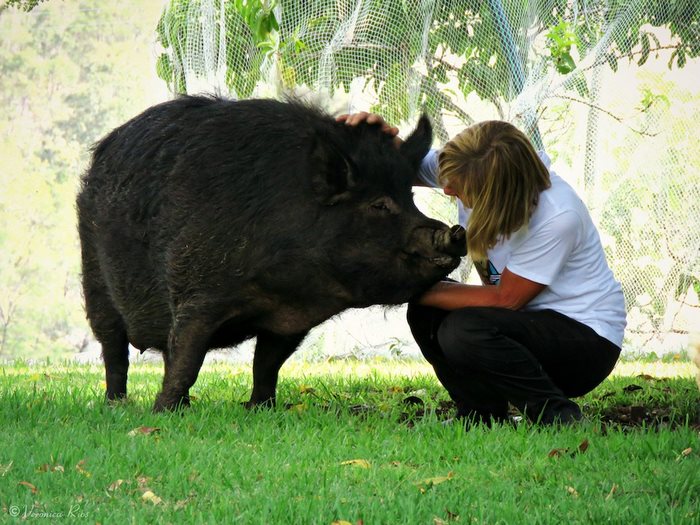 pig-spends-twelve-years-tiny-stall-edna-13 pig-spends-twelve-years-tiny-stall-edna-13
