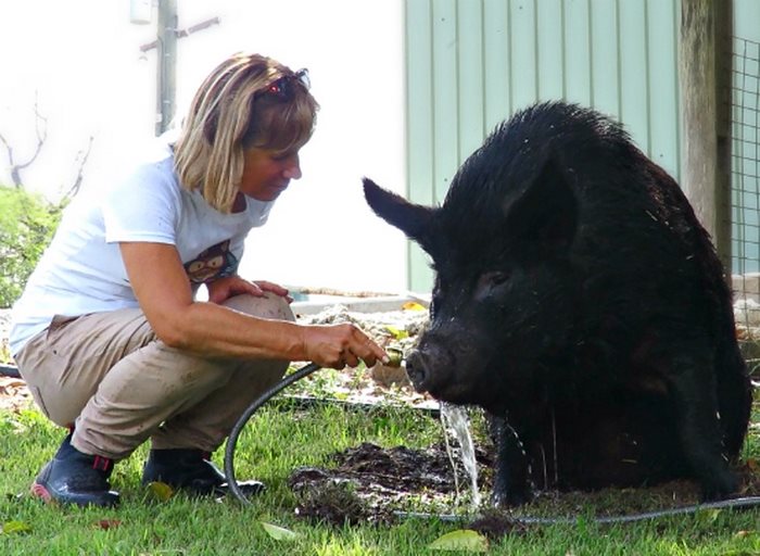 pig-spends-twelve-years-tiny-stall-edna-14 pig-spends-twelve-years-tiny-stall-edna-14