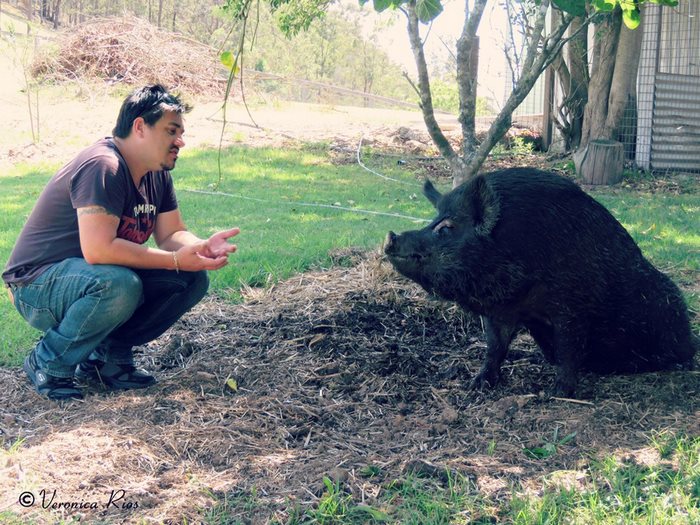 pig-spends-twelve-years-tiny-stall-edna-15 pig-spends-twelve-years-tiny-stall-edna-15