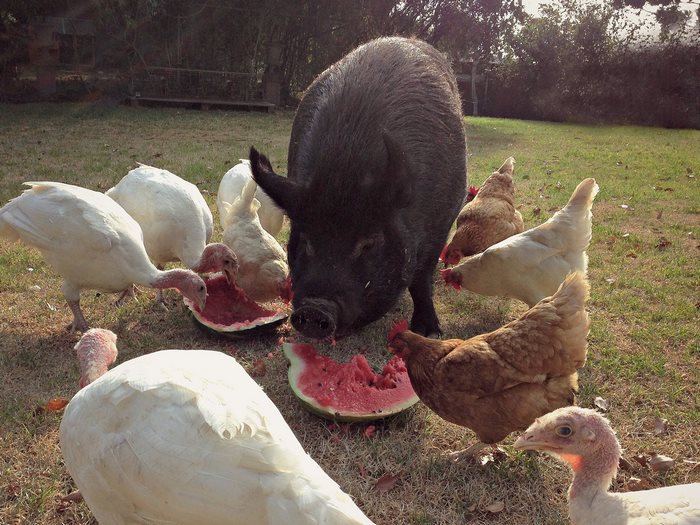 pig-spends-twelve-years-tiny-stall-edna-3 pig-spends-twelve-years-tiny-stall-edna-3