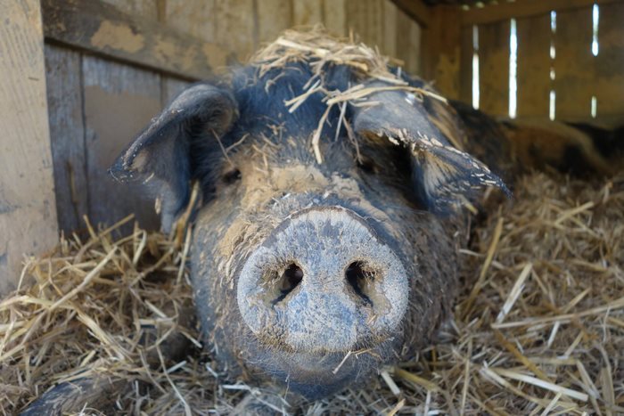 pig-spends-twelve-years-tiny-stall-edna-5 pig-spends-twelve-years-tiny-stall-edna-5