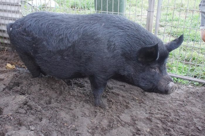 pig-spends-twelve-years-tiny-stall-edna-6 pig-spends-twelve-years-tiny-stall-edna-6