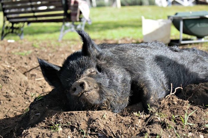 pig-spends-twelve-years-tiny-stall-edna-7 pig-spends-twelve-years-tiny-stall-edna-7