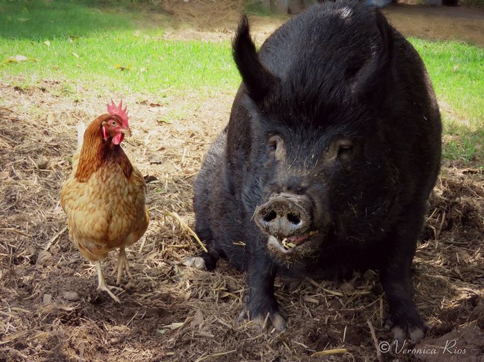 pig-spends-twelve-years-tiny-stall-edna-9 pig-spends-twelve-years-tiny-stall-edna-9