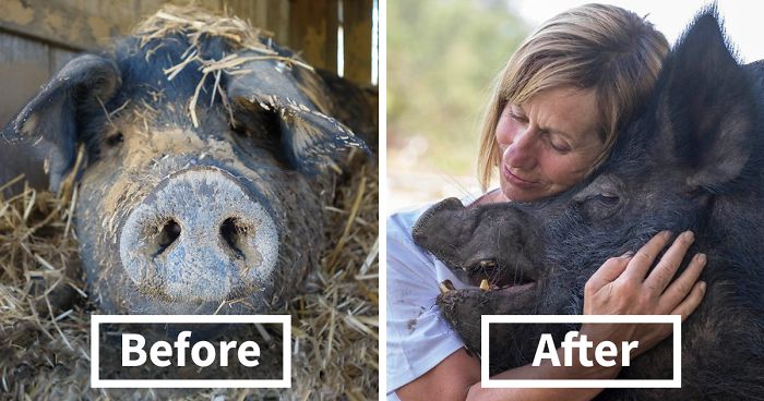 After Spending 12 Years In A Tiny Stall, This Pig Finally Found Someone Who Loves Her