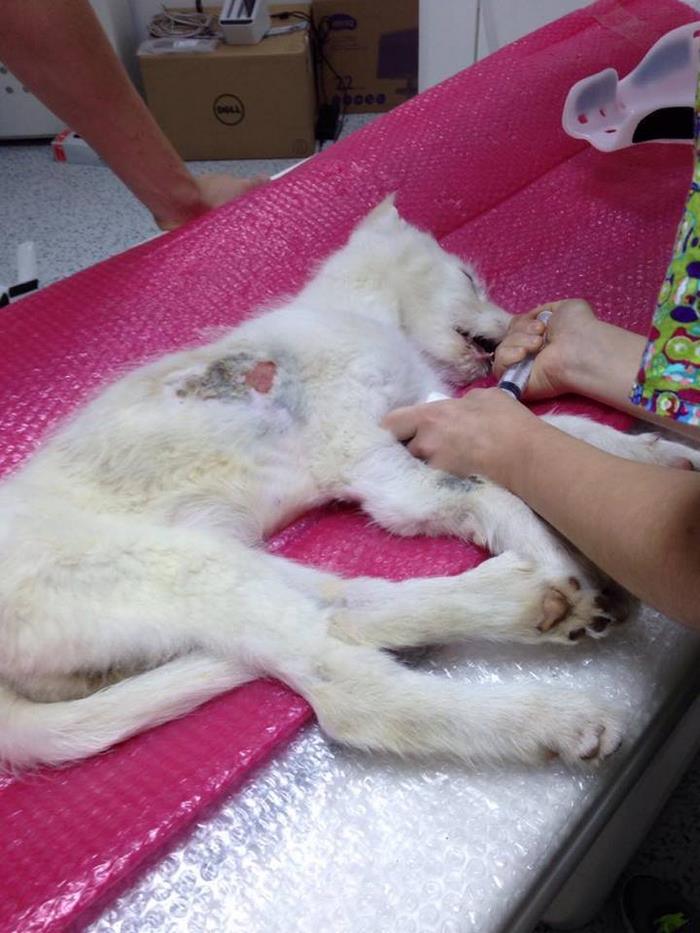 puppy-found-plastic-bag-transylvania-18 puppy-found-plastic-bag-transylvania-18