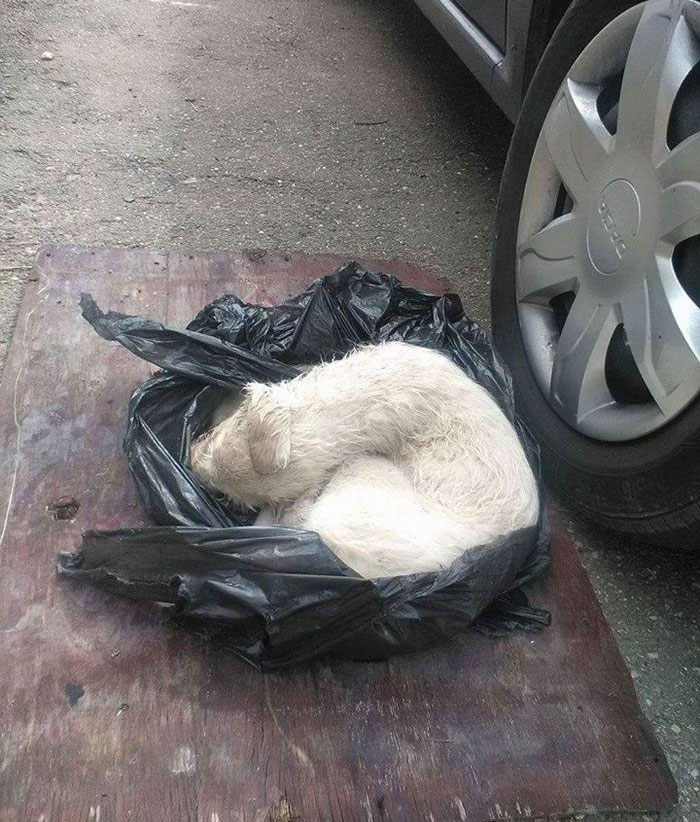 puppy-found-plastic-bag-transylvania-2 puppy-found-plastic-bag-transylvania-2