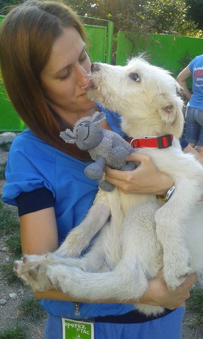 puppy-found-plastic-bag-transylvania-9 puppy-found-plastic-bag-transylvania-9