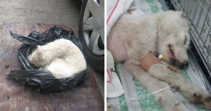 Puppy Found Tied In A Plastic Bag Was Going To Die, Until These People Stepped In