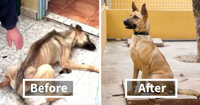 15+ Incredible Before & After Rescue Dog Transformations Show What Love Can Do15+ Incredible Before & After Rescue Dog Transformations Show What Love Can Do