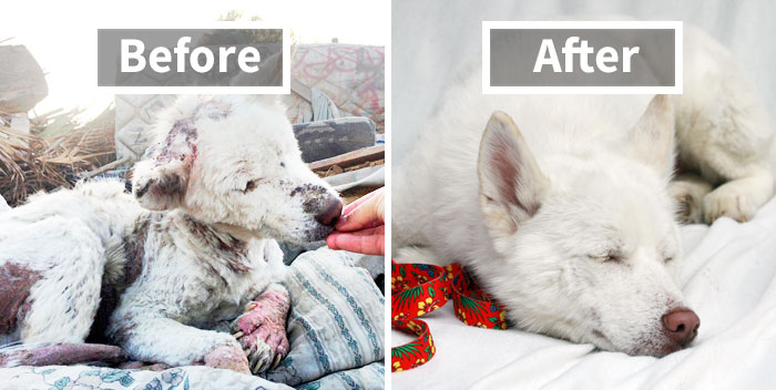 30 Incredible Before & After Rescue Dog Transformations Show What Love Can Do