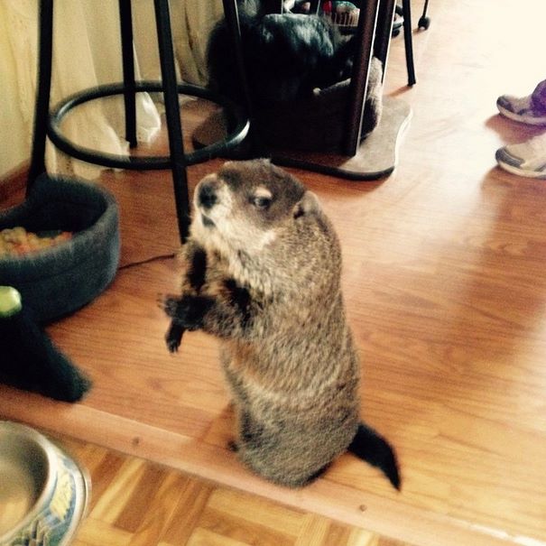 rescued-blind-woodchuck-coco-10 rescued-blind-woodchuck-coco-10