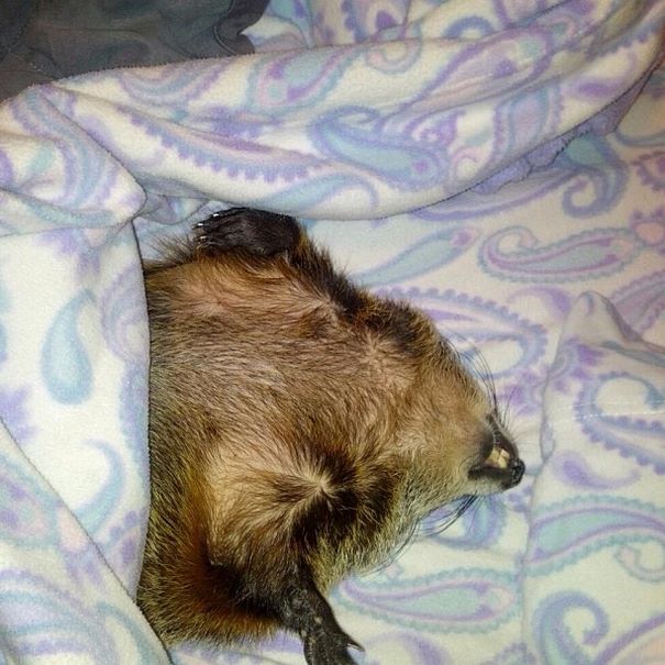 rescued-blind-woodchuck-coco-11 rescued-blind-woodchuck-coco-11