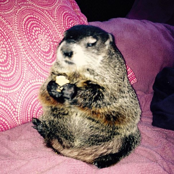 rescued-blind-woodchuck-coco-13 rescued-blind-woodchuck-coco-13