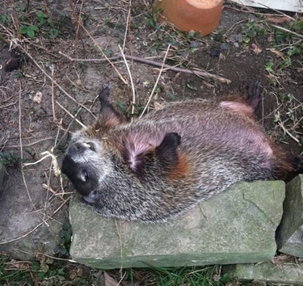 rescued-blind-woodchuck-coco-18 rescued-blind-woodchuck-coco-18