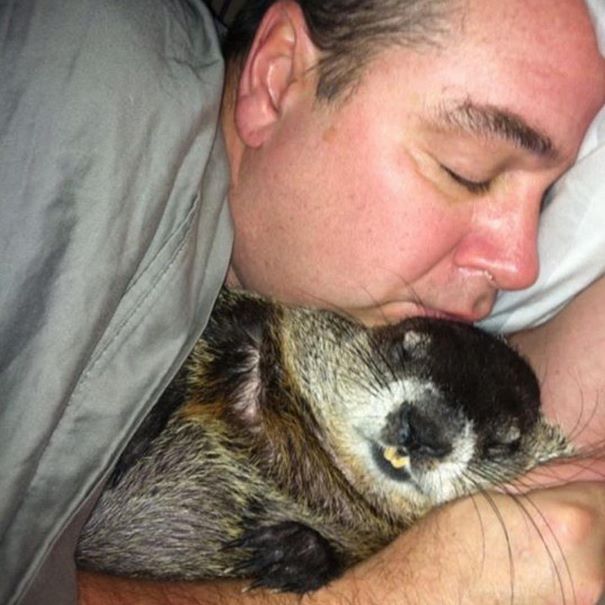 rescued-blind-woodchuck-coco-4 rescued-blind-woodchuck-coco-4