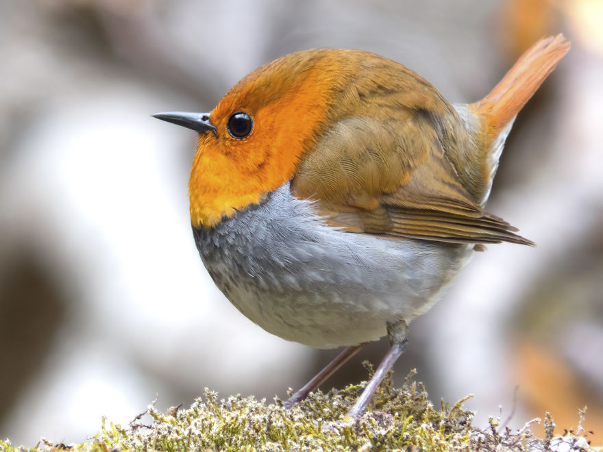 I Changed The Shapes Of Animals Into Cubes (20+ Pics)