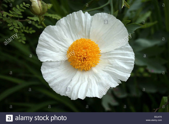 Romneya Coulteri White Cloud Herbaceous Tree Poppy - Stock Image