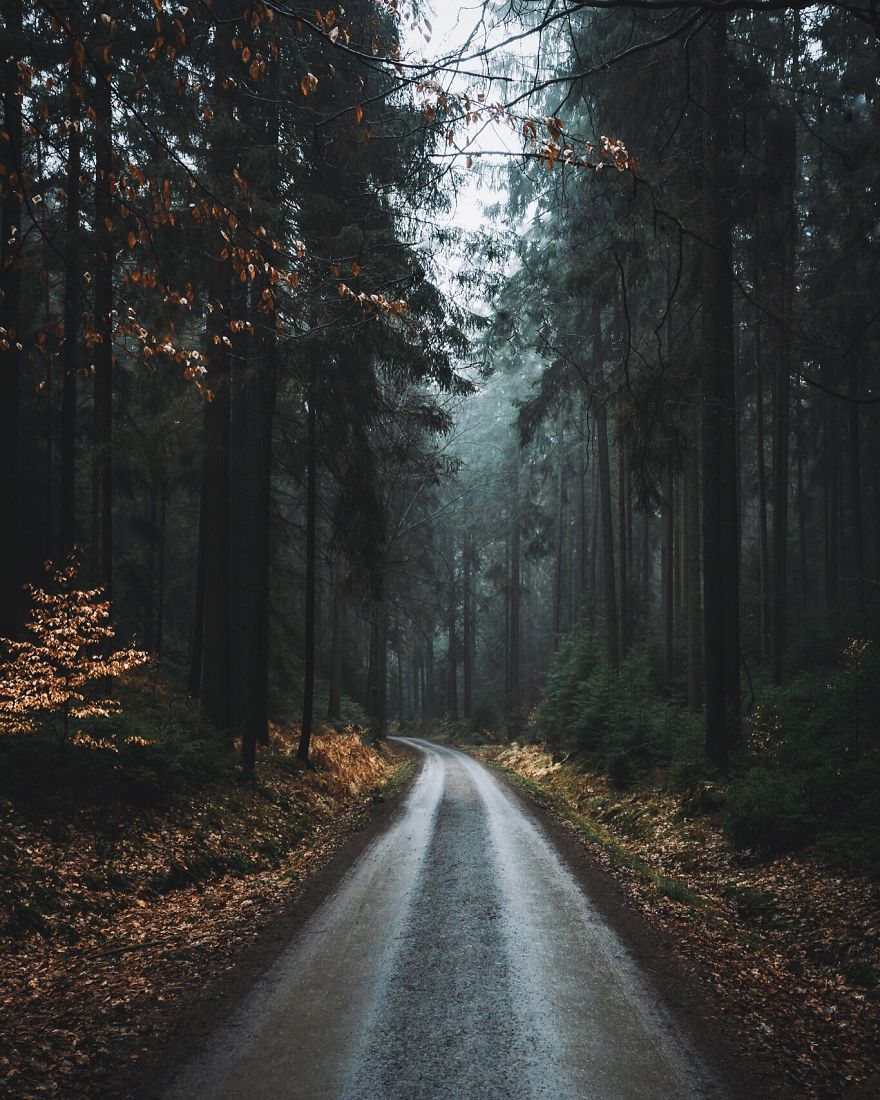Misty Woods, Elbe Sandstone Mountains, Saxony, Germany
