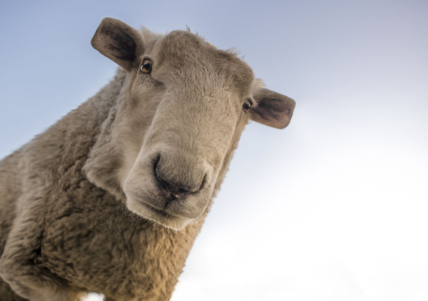 I Changed The Shapes Of Animals Into Cubes (20+ Pics)