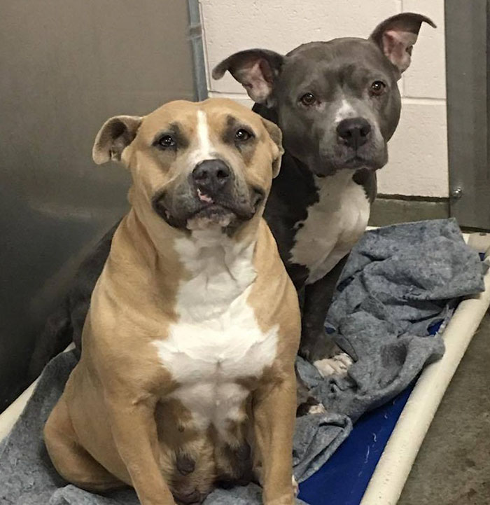 shelter-dog-smile-adoption-riley-2 shelter-dog-smile-adoption-riley-2