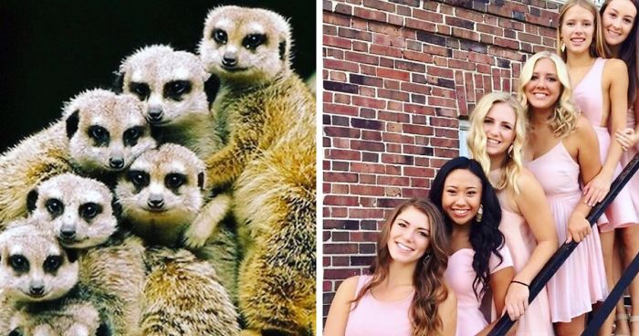Have You Ever Noticed How Sorority Girls Always Pose Like Meerkats? (27 Pics)