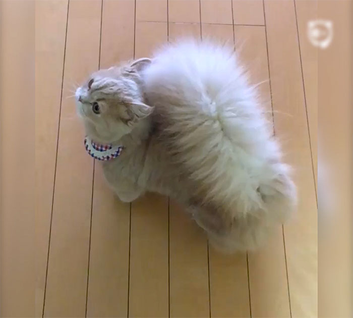 Kitty With Squirrel's Tail