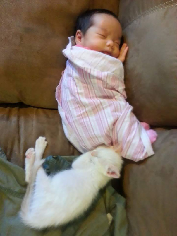 tiny-kitten-baby-girl-best-friends-1 tiny-kitten-baby-girl-best-friends-1