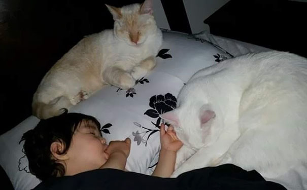 tiny-kitten-baby-girl-best-friends-4 tiny-kitten-baby-girl-best-friends-4