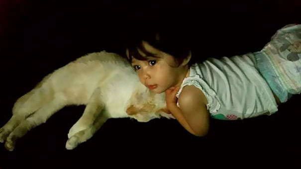 tiny-kitten-baby-girl-best-friends-8a tiny-kitten-baby-girl-best-friends-8a