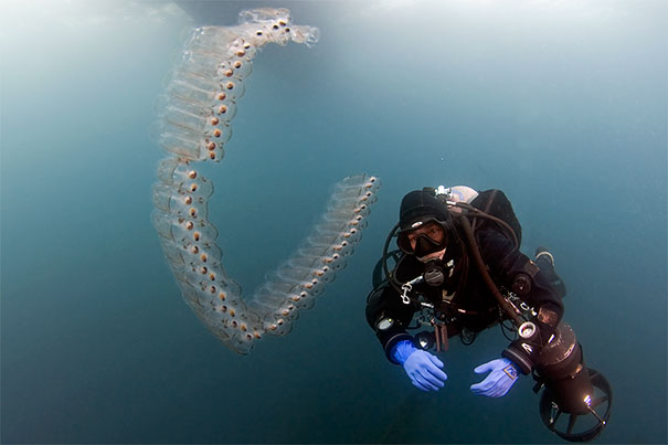Sea Salps