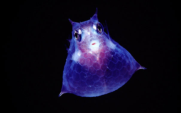 Juvenile Cowfish