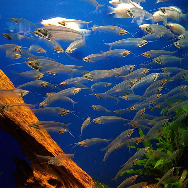 Transparent Fish, Sunshine Aquarium, Ikebukuro
