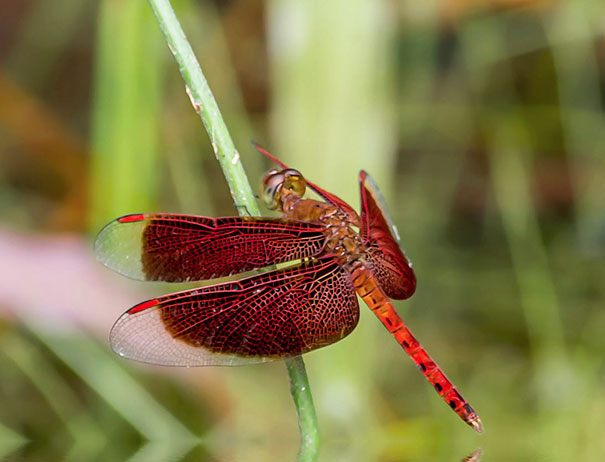 Close-up Dragonfly