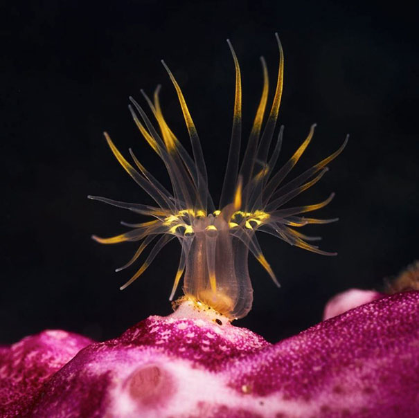 Sea Anemone